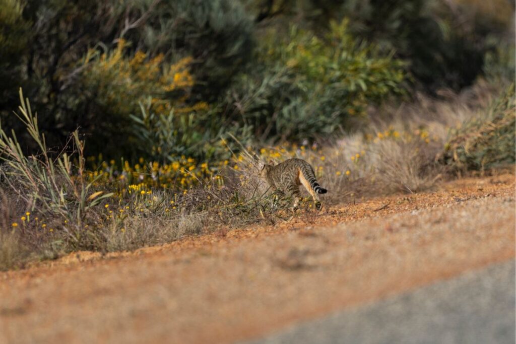 saiba-mais-sobre-especie-de-gato-vista-pela-primeira-vez-em-29-anos