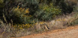 saiba-mais-sobre-especie-de-gato-vista-pela-primeira-vez-em-29-anos