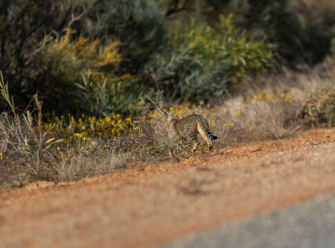 saiba-mais-sobre-especie-de-gato-vista-pela-primeira-vez-em-29-anos