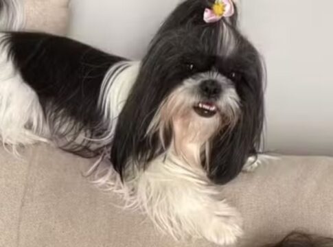 cadela-shih-tzu-morre-apos-ser-esquecida-dentro-de-carro-de-pet-shop