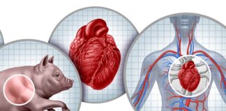 xenotransplante:-medicos-dizem-como-tecnica-promissora-avancou-em-2025