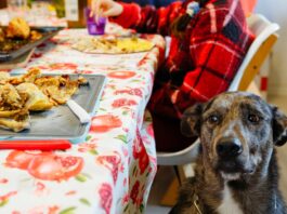 comidas-de-fim-de-ano:-entenda-porque-seu-pet-nao-deve-come-las