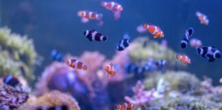 timidos,-ousados,-ansiosos…-sabia-que-peixes-tambem-tem-personalidade?