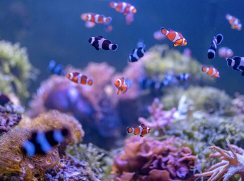 timidos,-ousados,-ansiosos…-sabia-que-peixes-tambem-tem-personalidade?