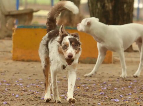 brasil-tem-cerca-de-30-milhoes-de-animais-domesticos-abandonados