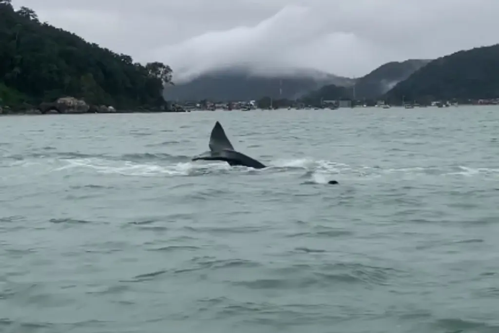 cidadas-de-sp?-baleias-sao-vistas-fora-de-epoca-no-litoral-norte