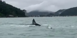 cidadas-de-sp?-baleias-sao-vistas-fora-de-epoca-no-litoral-norte