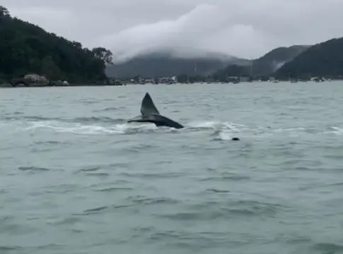 cidadas-de-sp?-baleias-sao-vistas-fora-de-epoca-no-litoral-norte