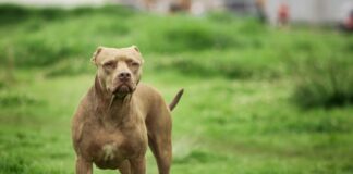 tutor-de-pit-bulls-que-atacaram-crianca-e-pm-foi-preso-bebado-e-solto
