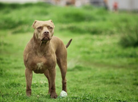 tutor-de-pit-bulls-que-atacaram-crianca-e-pm-foi-preso-bebado-e-solto