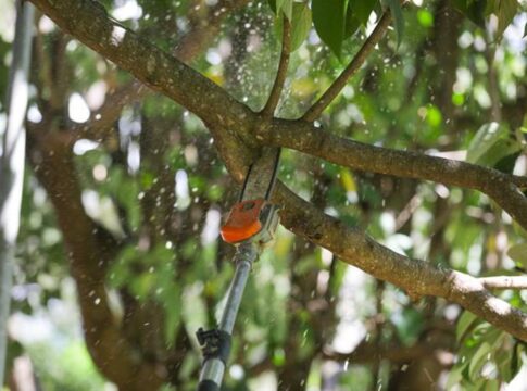 nova-lei-permite-poda-de-arvore-em-caso-de-omissao-do-poder-publico