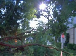 arvore-cai-sobre-carro-e-deixa-homem-ferido-apos-temporal-em-sao-paulo