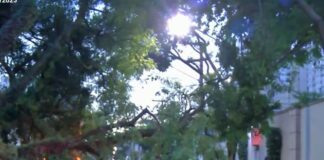 arvore-cai-sobre-carro-e-deixa-homem-ferido-apos-temporal-em-sao-paulo