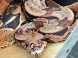 bombeiros-capturam-jiboia-escondida-atras-de-ar-condicionado-no-parana