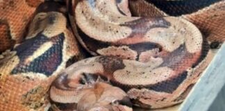 bombeiros-capturam-jiboia-escondida-atras-de-ar-condicionado-no-parana