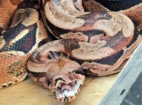 bombeiros-capturam-jiboia-escondida-atras-de-ar-condicionado-no-parana