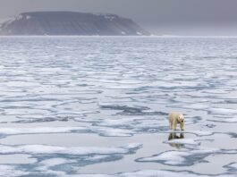 entenda-o-que-aconteceria-se-os-ursos-polares-fossem-extintos