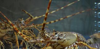 carga-de-lagostas-vivas-avaliada-em-r$-2-milhoes-some-misteriosamente