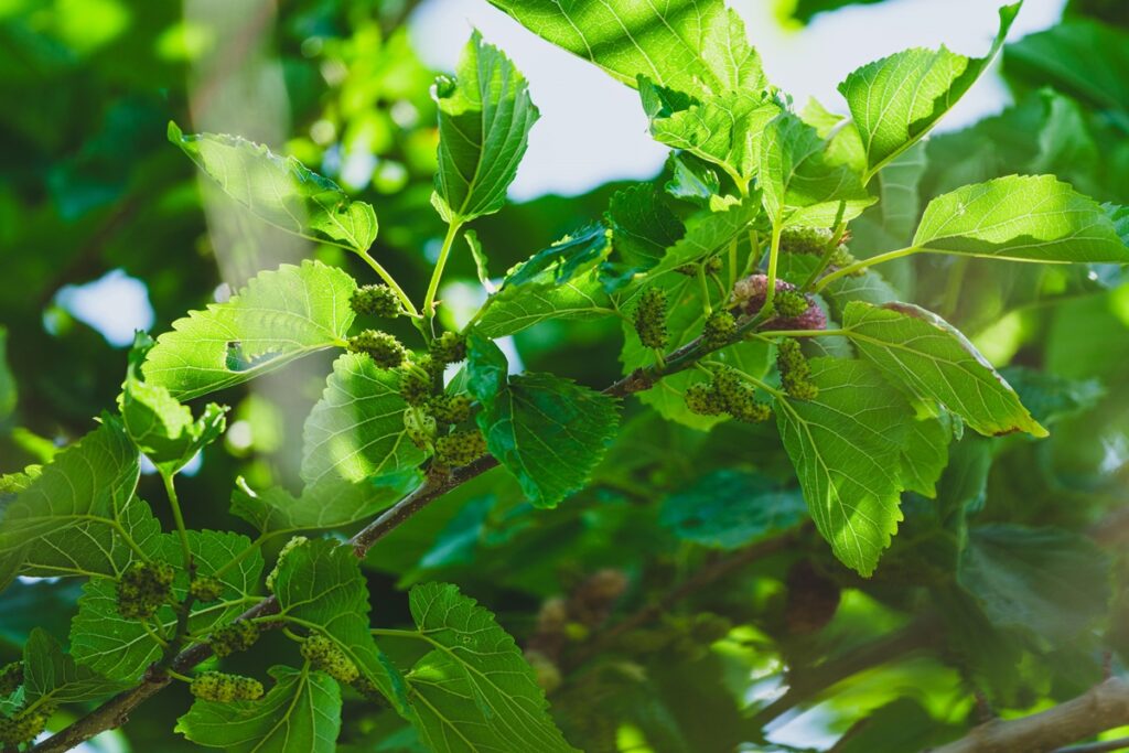 cha-de-folha-de-amora-ajuda-a-regular-a-pressao-e-aumenta-a-libido
