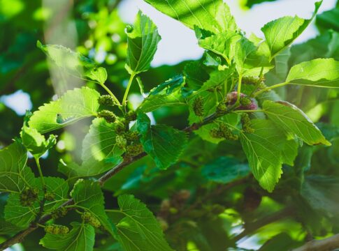 cha-de-folha-de-amora-ajuda-a-regular-a-pressao-e-aumenta-a-libido