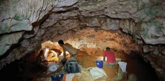 abelhas-antigas-faziam-ninhos-dentro-de-ossos-em-caverna-caribenha