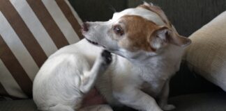 o-perigo-do-bicho-de-pe-nas-ferias-e-como-proteger-seu-cao