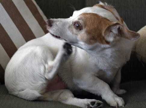 o-perigo-do-bicho-de-pe-nas-ferias-e-como-proteger-seu-cao