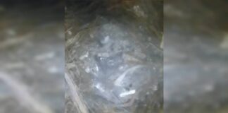 o-que-a-policia-achou-no-galpao-usado-por-advogado-em-ritual-satanico