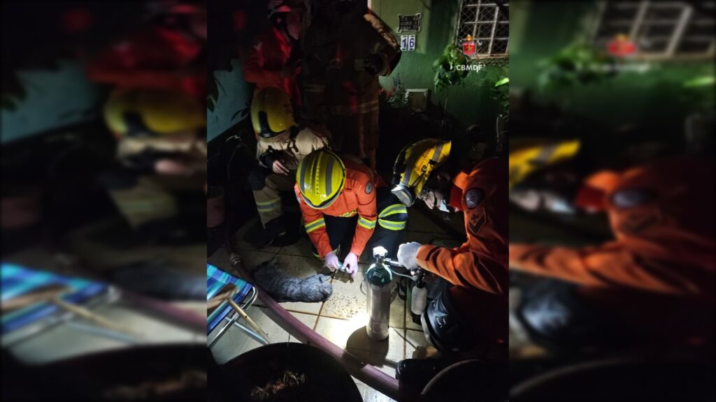 gatinho-morre-apos-incendio-atingir-casa-no-guara-ii