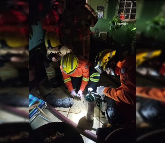 gatinho-morre-apos-incendio-atingir-casa-no-guara-ii