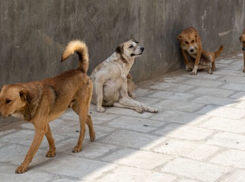 brasil-tem-30-milhoes-de-animais-abandonados-nas-ruas,-revela-pesquisa