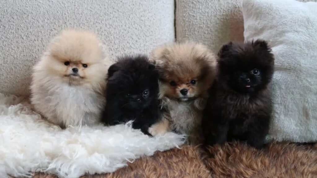 natal:-kim-kardashian-e-criticada-por-presentear-os-4-filhos-com-caes