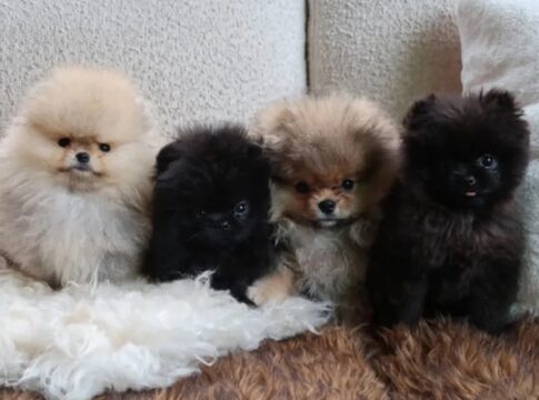 natal:-kim-kardashian-e-criticada-por-presentear-os-4-filhos-com-caes