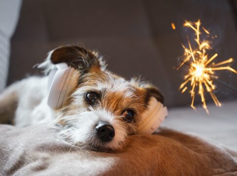 a-cada-10-pets,-8-tem-medo-de-fogos:-veterinario-da-dicas-de-prevencao