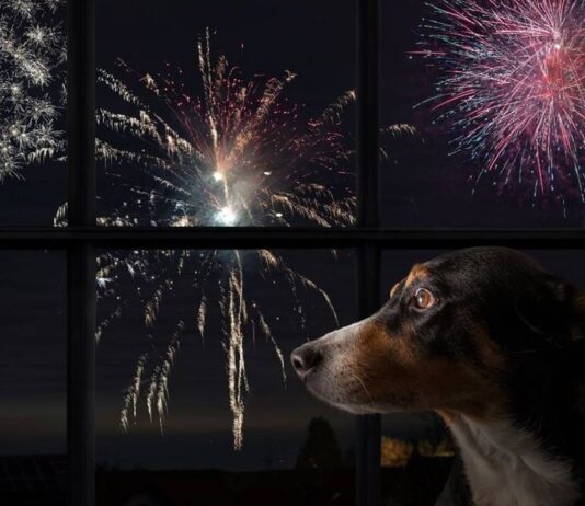 no-df,-soltar-fogos-com-ruido-alto-e-crime;-saiba-como-denunciar