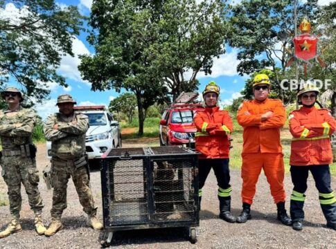 tamandua-e-resgatado-em-banheiro-de-igreja-no-distrito-federal