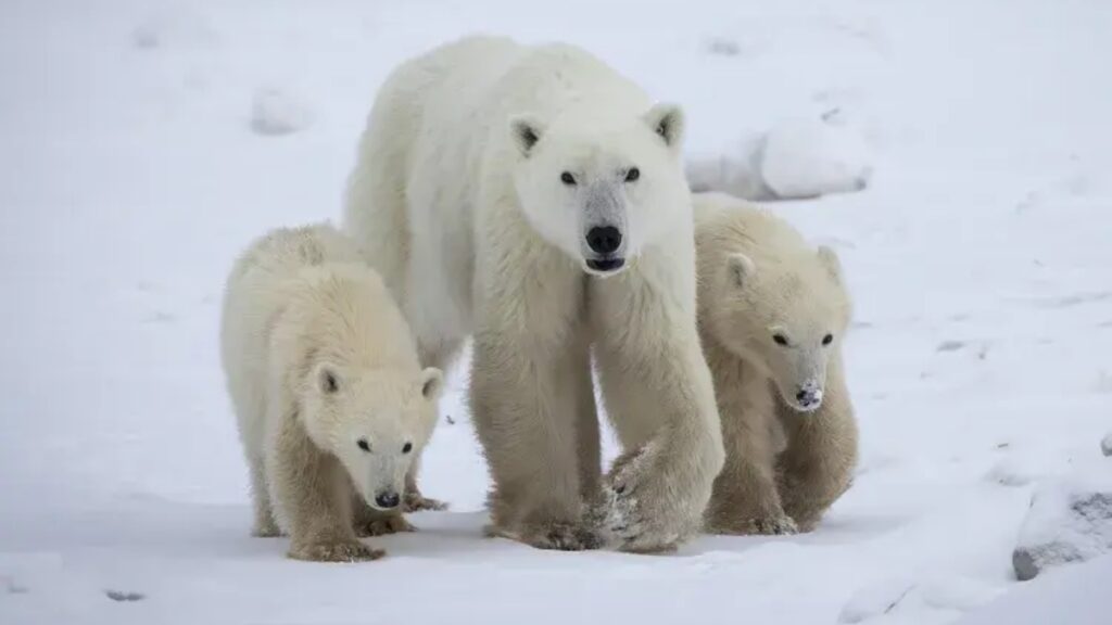 Urso-polar surpreende cientistas ao adotar filhote no Ártico canadense urso-polar-surpreende-cientistas-ao-adotar-filhote-no-artico-canadense