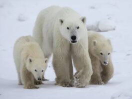 urso-polar-surpreende-cientistas-ao-adotar-filhote-no-artico-canadense