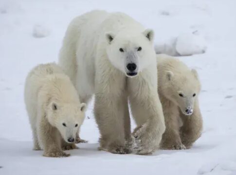 urso-polar-surpreende-cientistas-ao-adotar-filhote-no-artico-canadense