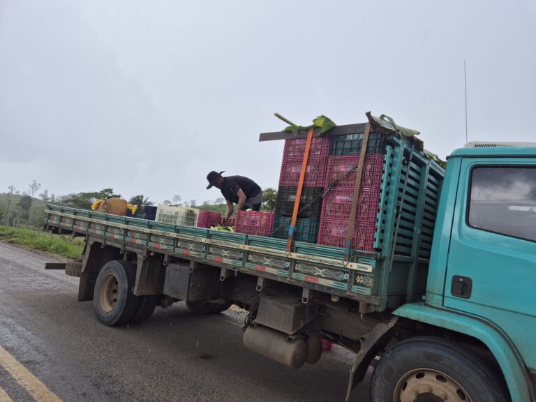 Banana do Vale do Juruá ganha mercado e impulsiona a economia regional