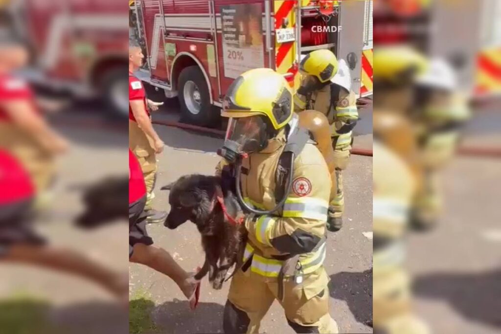 incendio-em-casa-no-df-mata-cachorro;-bombeiros-salvam-outros-2-pets