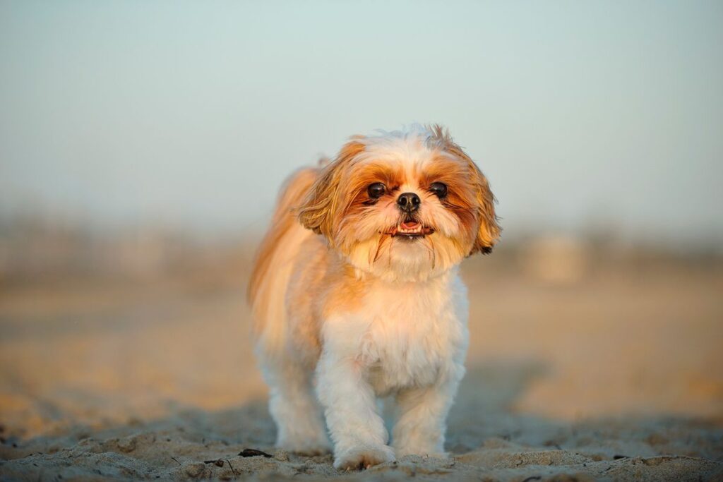 tutora-sera-indenizada-por-desaparecimento-de-cachorro-shih-tzu