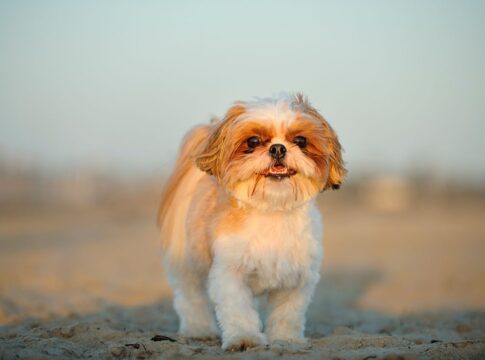 tutora-sera-indenizada-por-desaparecimento-de-cachorro-shih-tzu