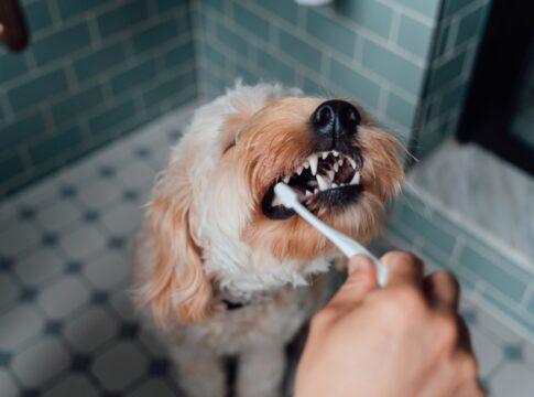 cao-saudavel:-dicas-infaliveis-para-tratar-o-mau-halito-do-seu-cao