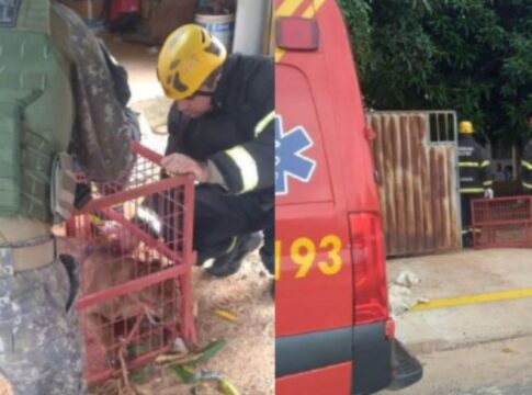 mt:-onca-parda-invade-residencia-e-e-encontrada-na-lavanderia