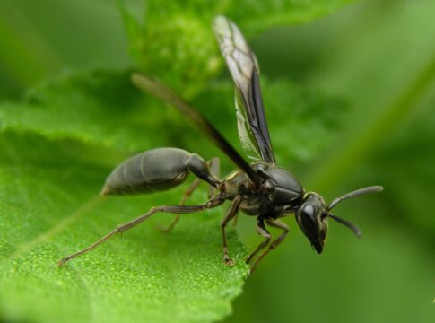veneno-de-marimbondo-vira-arma-contra-o-alzheimer-em-pesquisa-da-unb