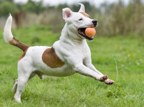 bolinhas:-por-que-os-caes-sao-tao-apaixonados-pelo-brinquedo?