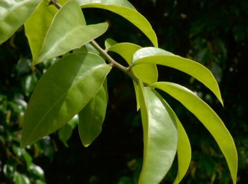 ora-pro-nobis:-conheca-os-beneficios-da-planta-para-a-saude