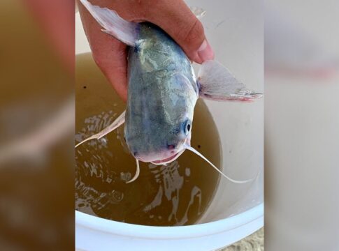 presenca-de-peixe-venenoso-no-litoral-de-sp-deixa-banhistas-em-alerta