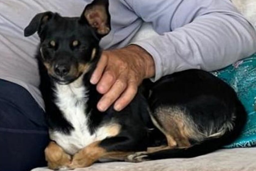 cade-kami?-assustada-com-fogos-da-virada,-cadelinha-desaparece-no-df